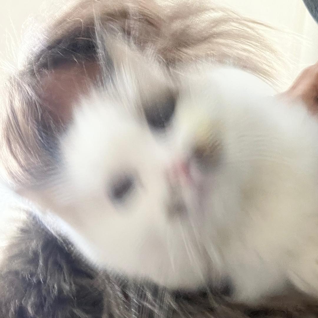 凹凸曼公主2