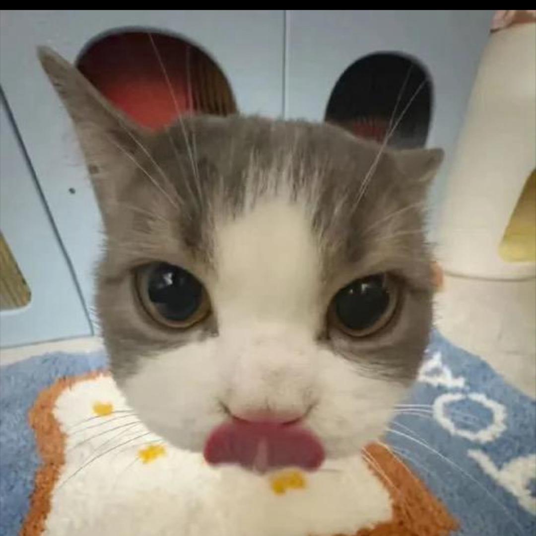 小猫泡泡