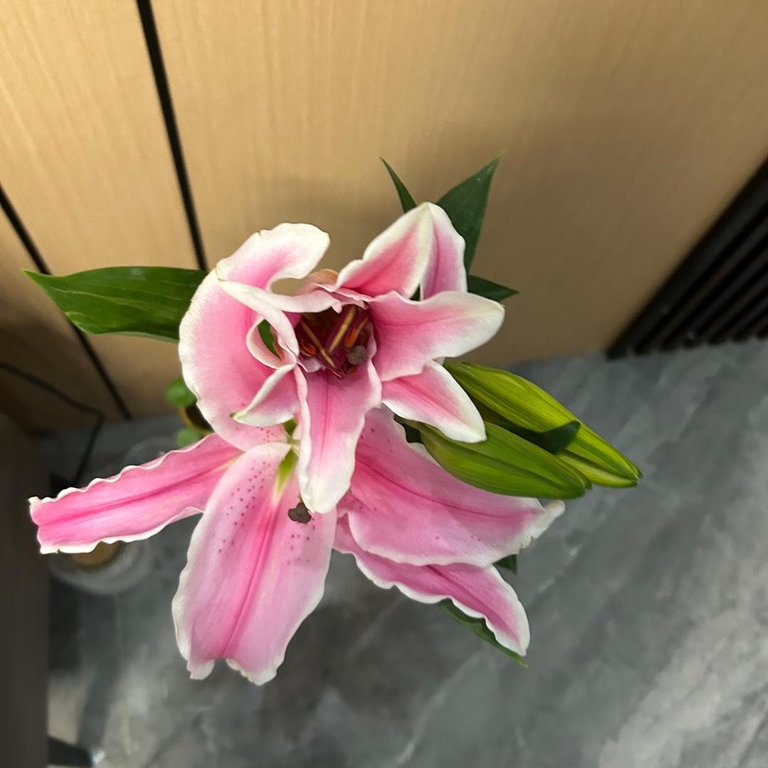 可爱多a