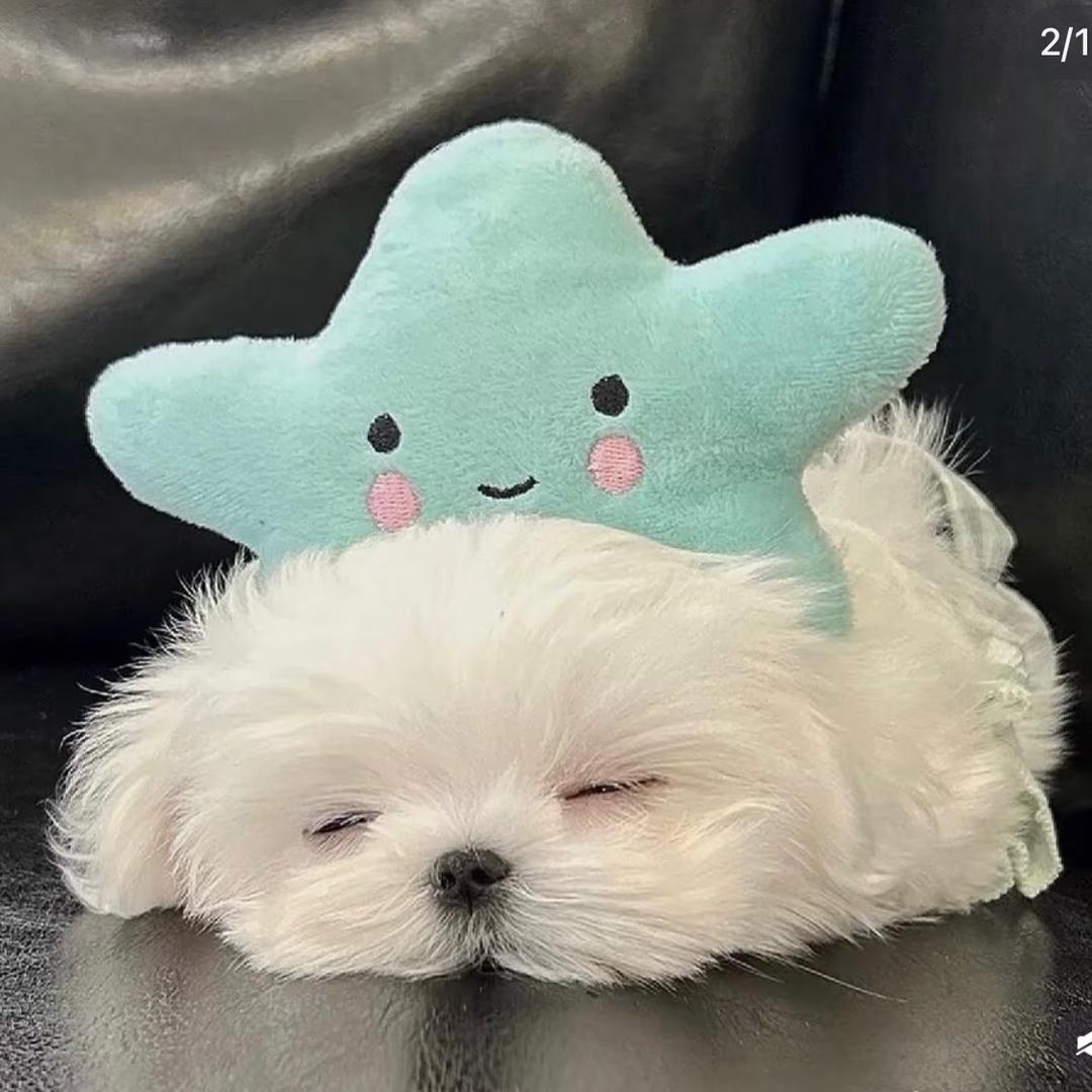 济幼学姐 （迎新版）