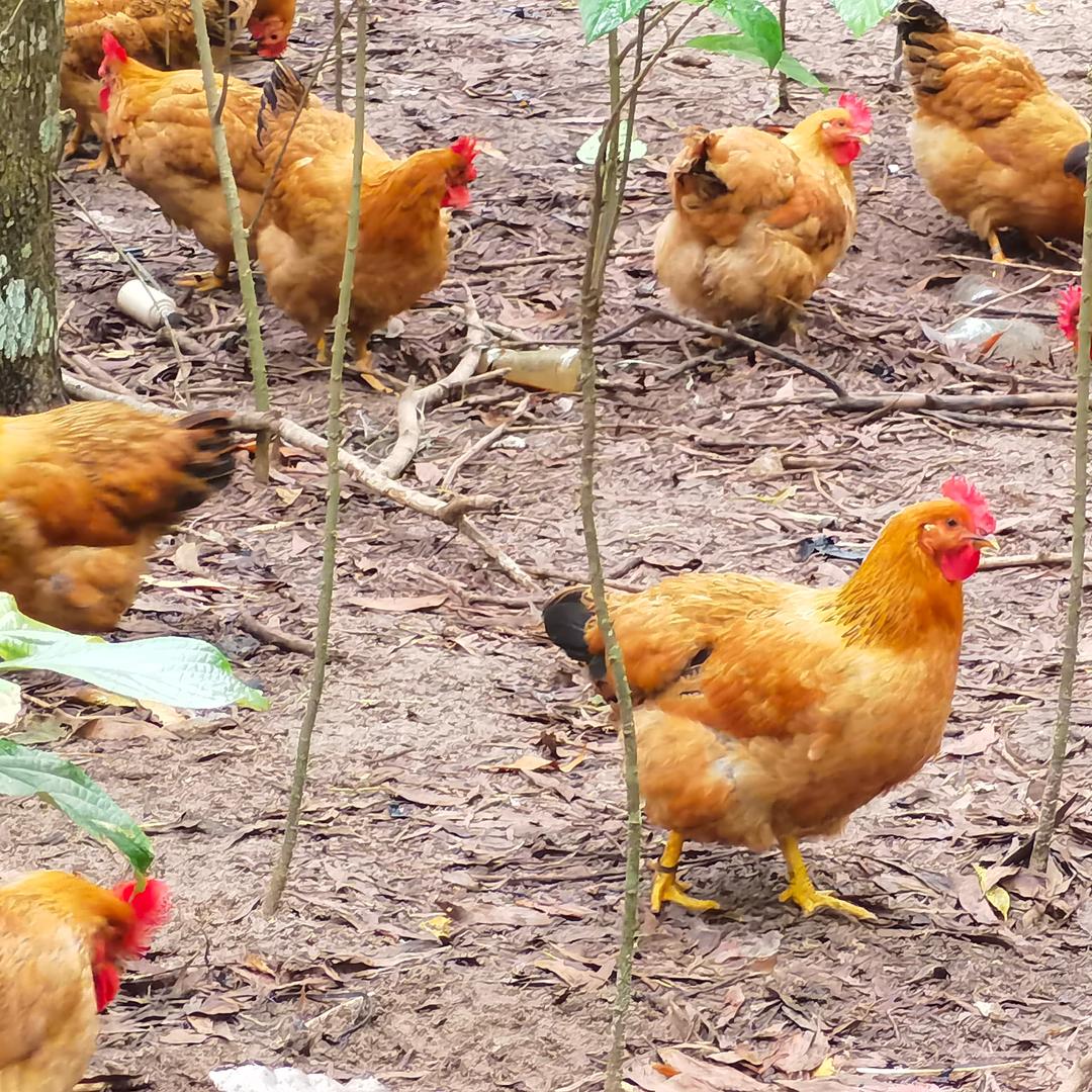 日日鲜生鲜超市小时达蔬香果优