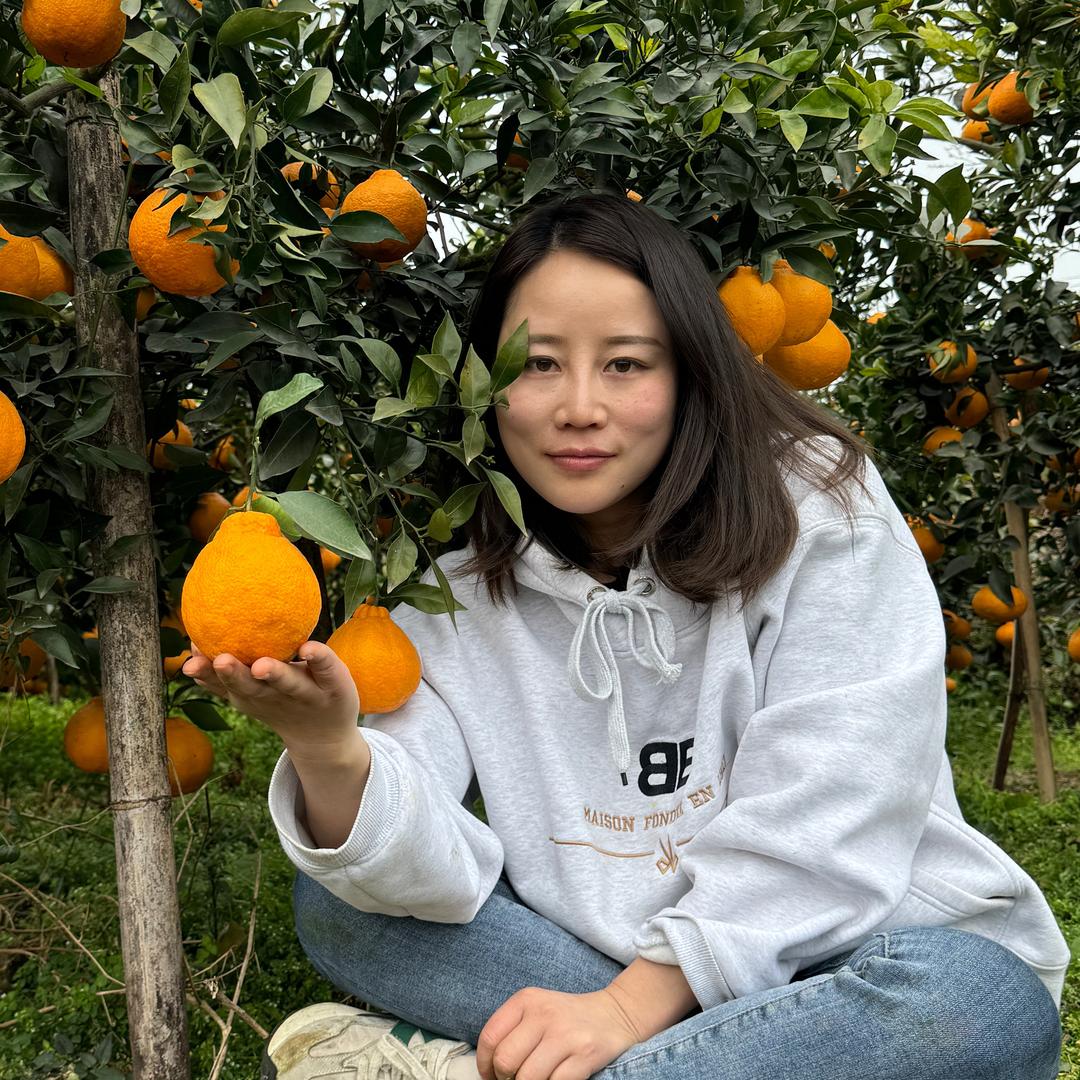 新疆九鼎-小秋家爱媛橙批发