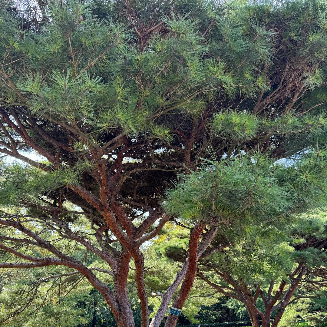 成锅锅