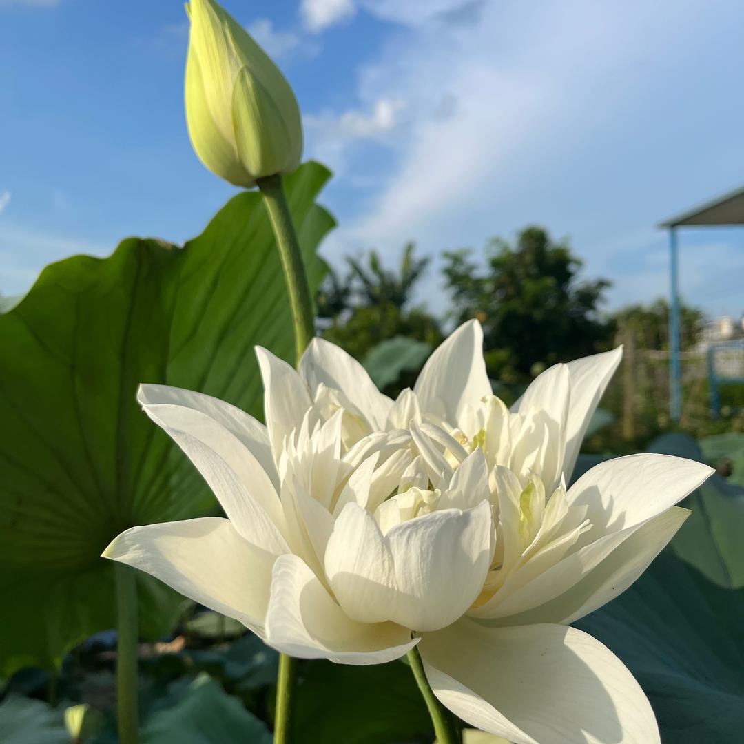 西日多吉