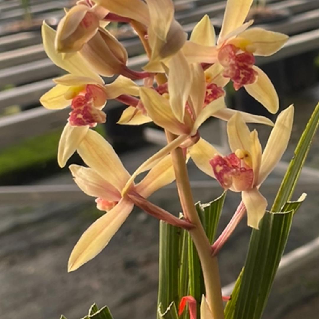 罗山县盛春栗茶兰香种植场