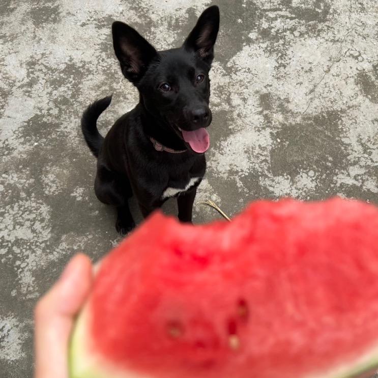 洲泉找黑狗有偿