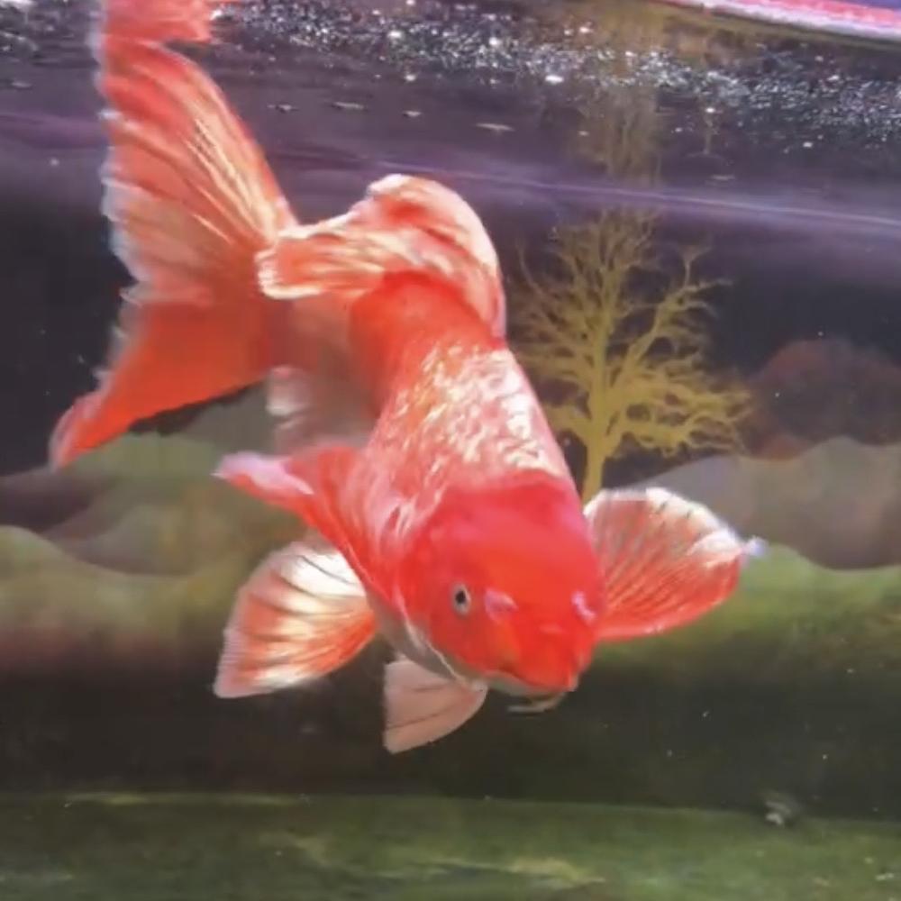 潮溪蝴蝶鲤