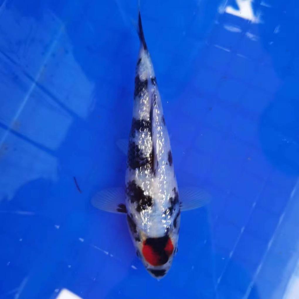 徐州锦泓锦鲤养殖场