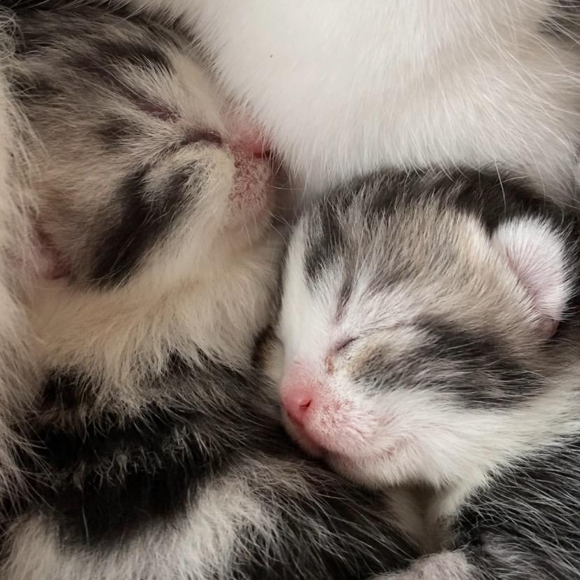 💗猫猫💗屋
