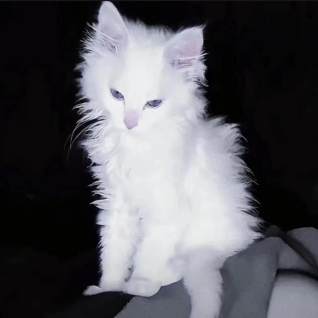 鱼条