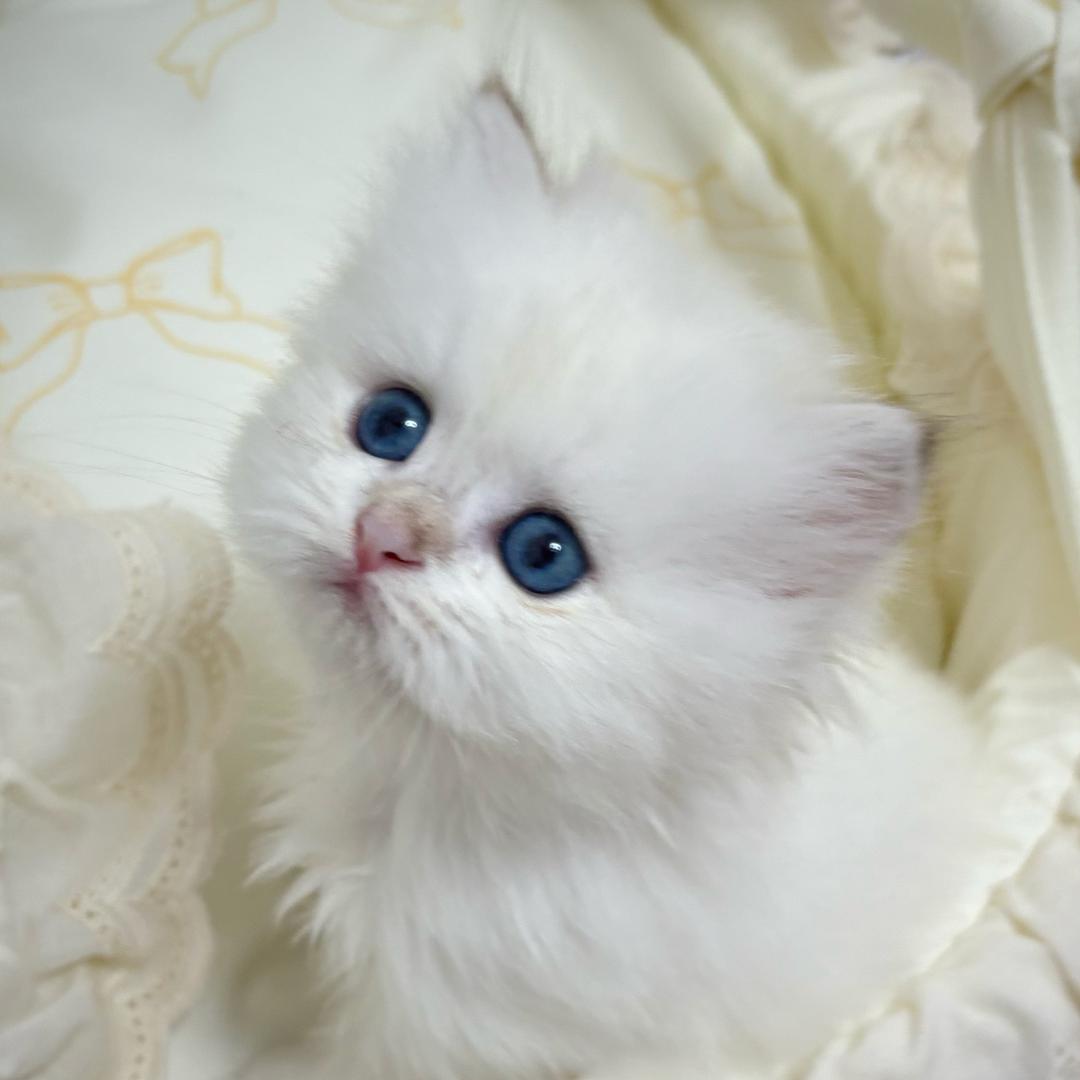 金闪闪（🐈找家长）