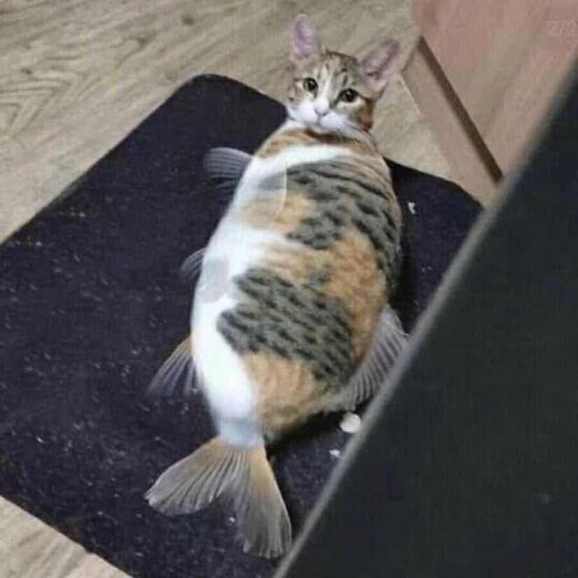 吃番茄长大的西红柿