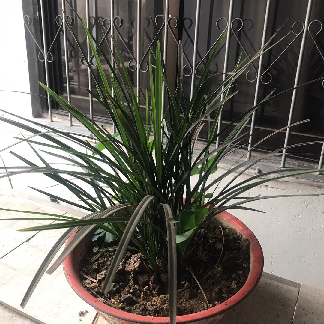 我是野草。