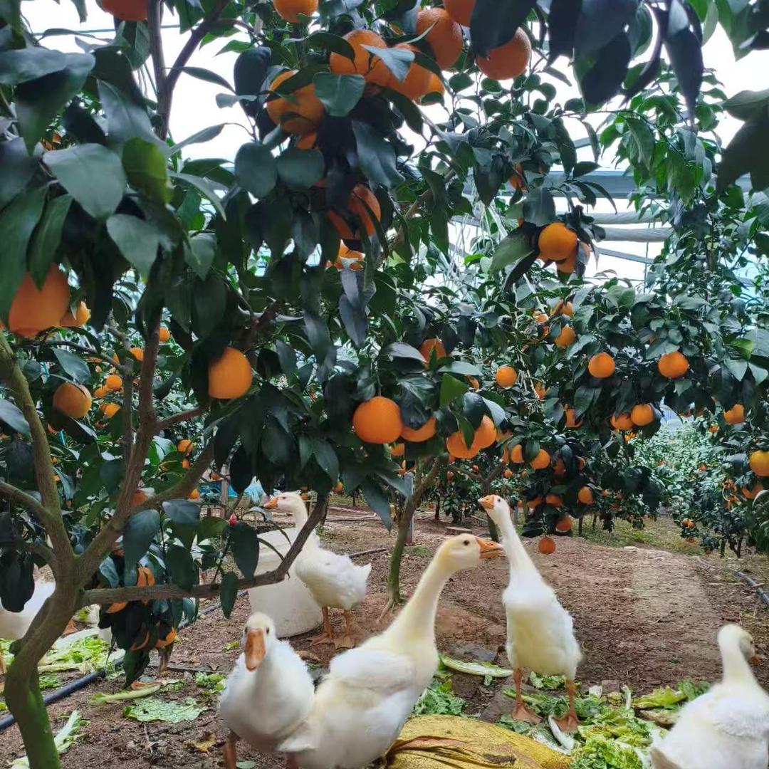 阿忠哥的象山红美人