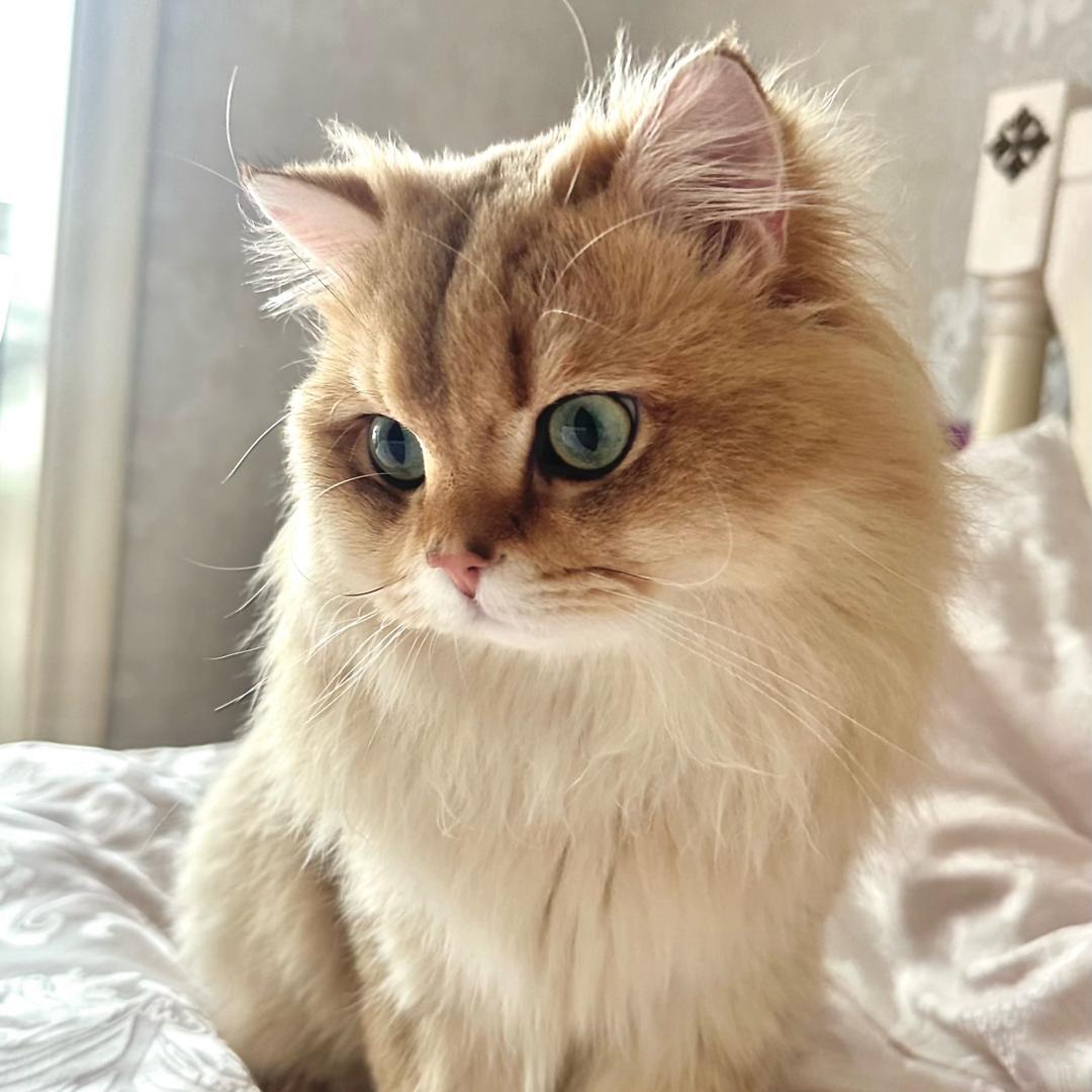 Mifa🔮