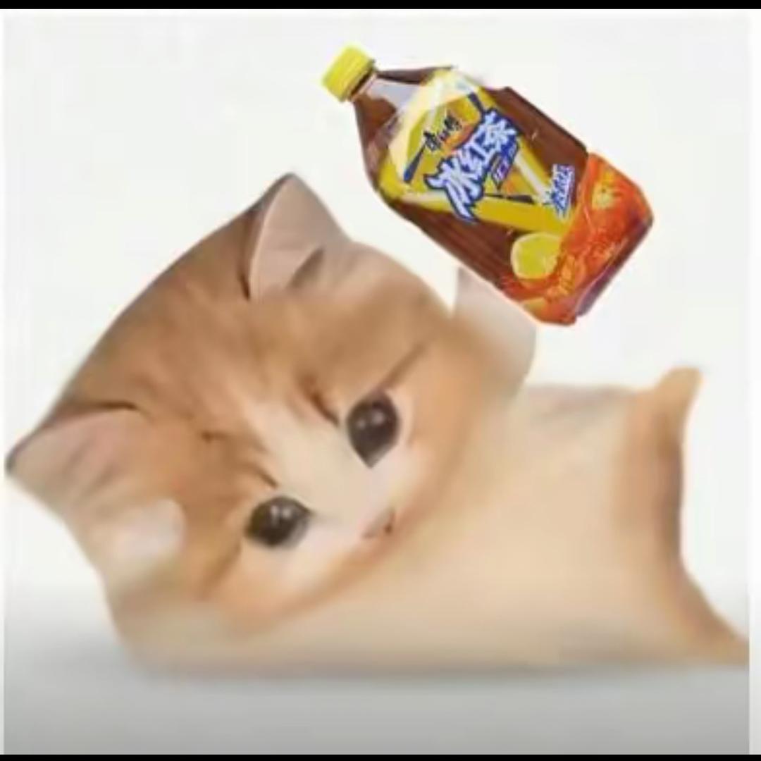小猫心事化雨