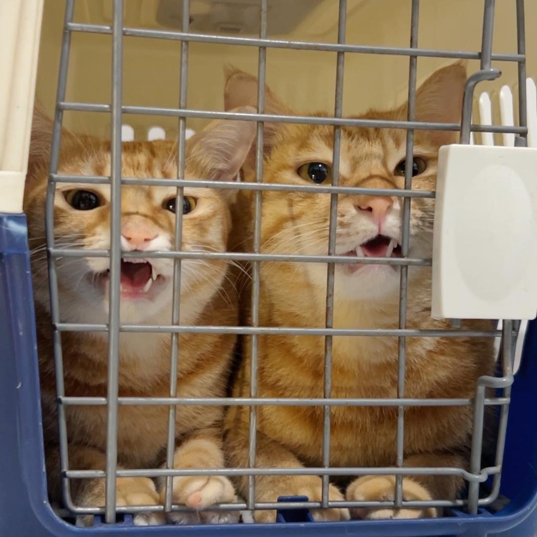 小新｜小葵