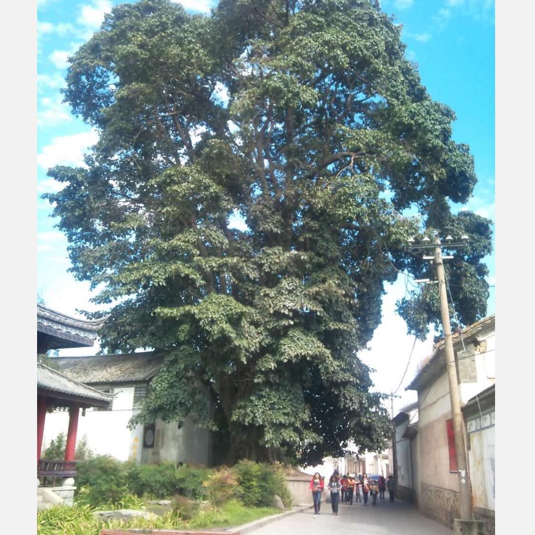 妙妙