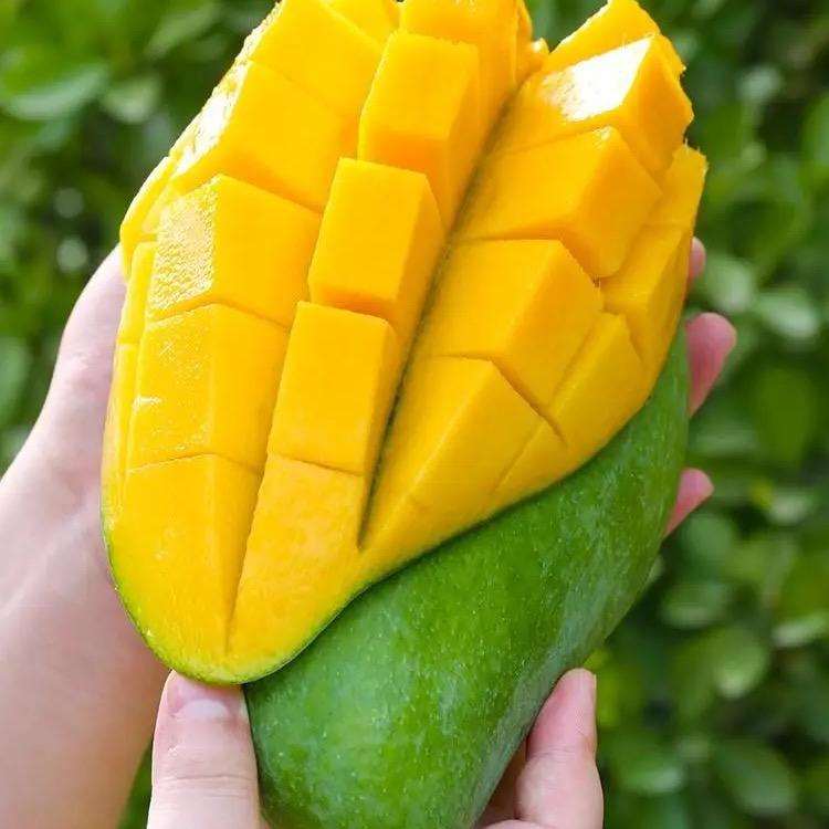 正宗攀枝花凯特