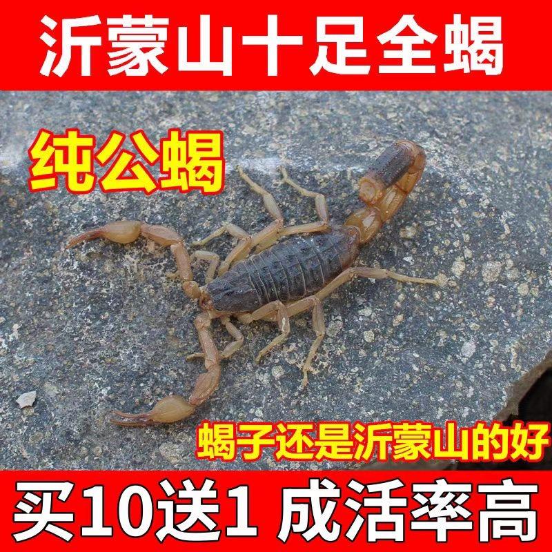 沂蒙十足全蝎店