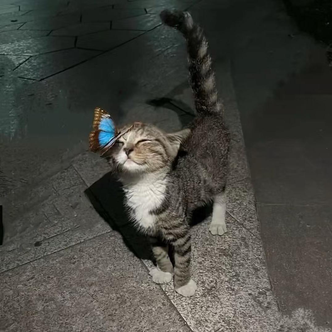 天才小猫🎨
