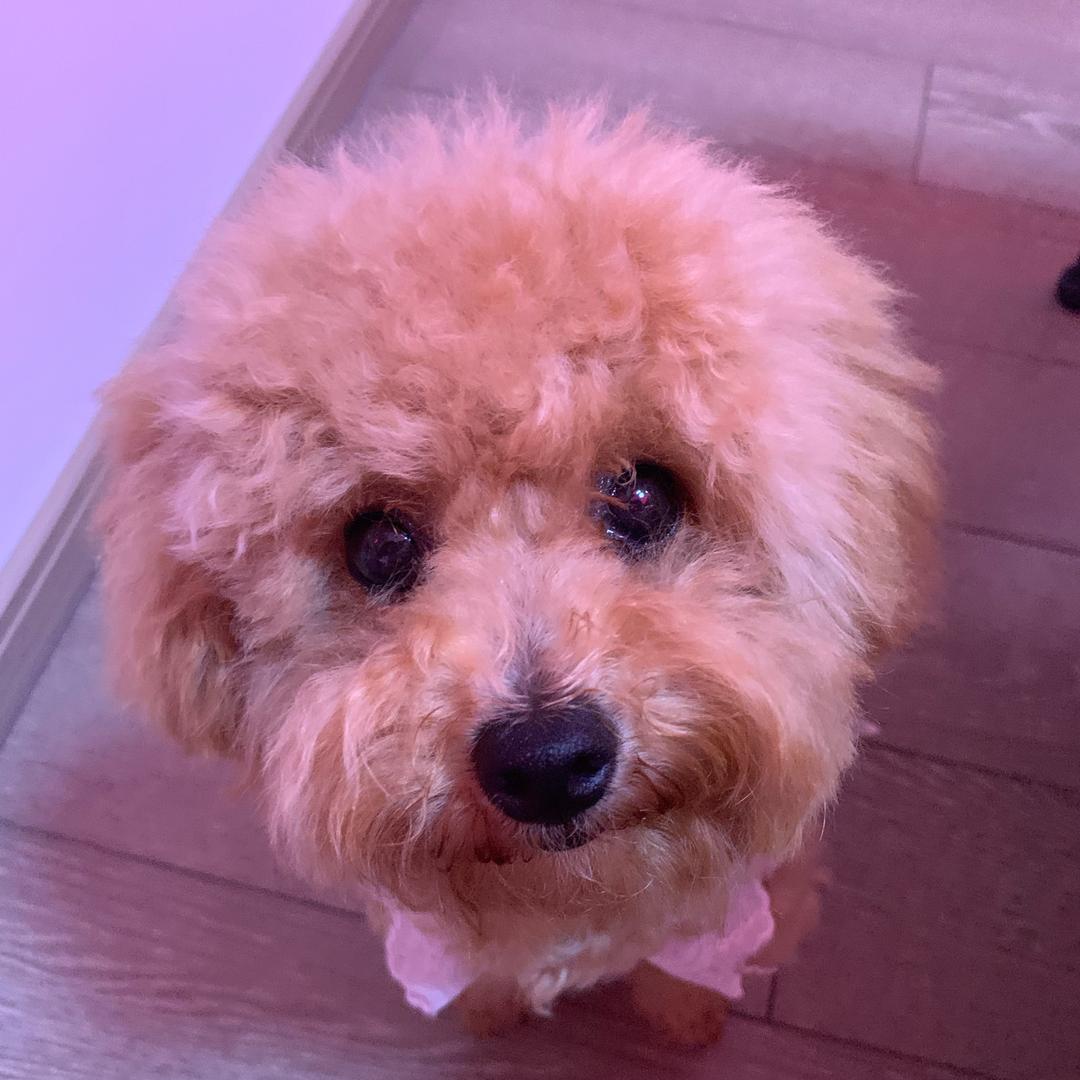 美美（加油鸭版）