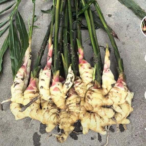 大姜技术小胖（福昌农业）