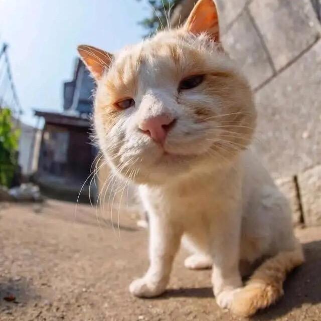 梅川丘酷头像