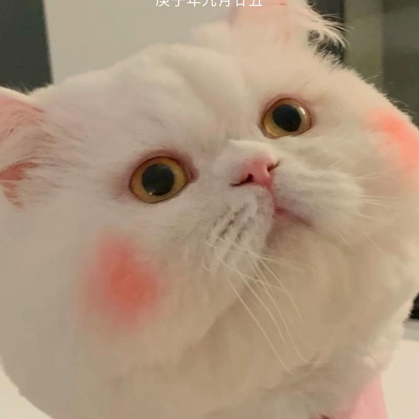 憨憨💕