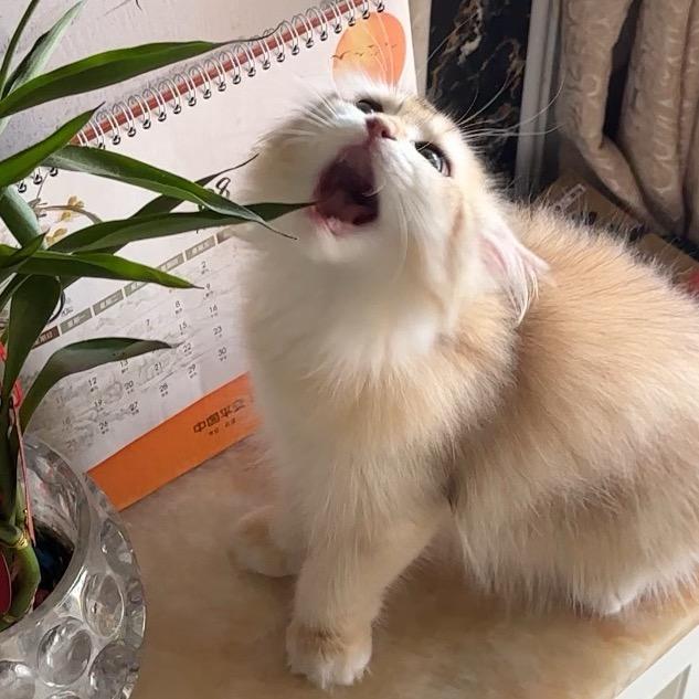小绘春茶