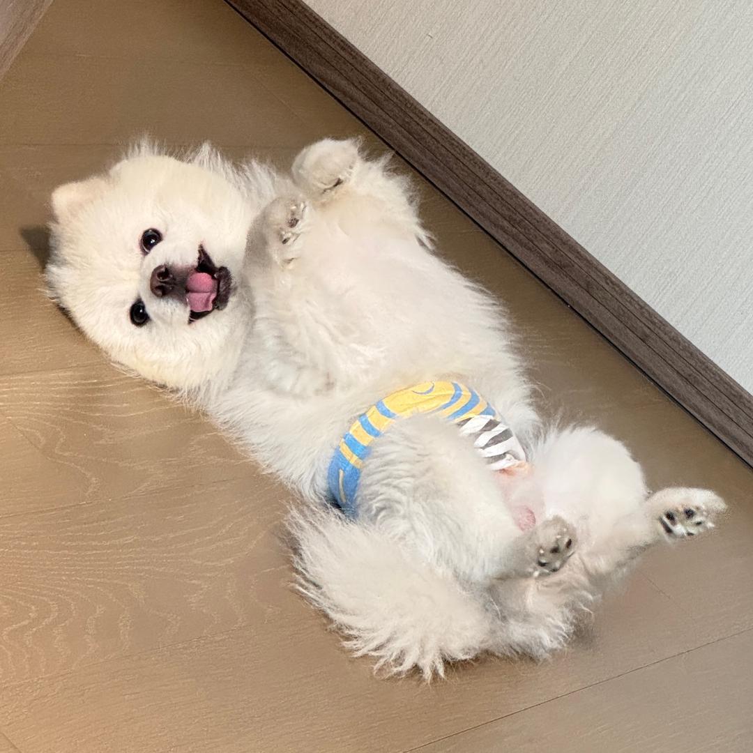 邪恶棉花糖