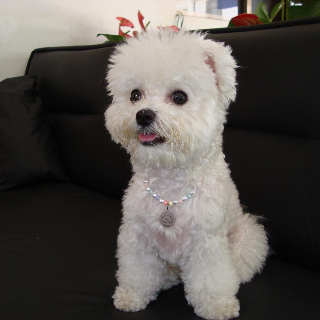 Ann安安小比熊🐶