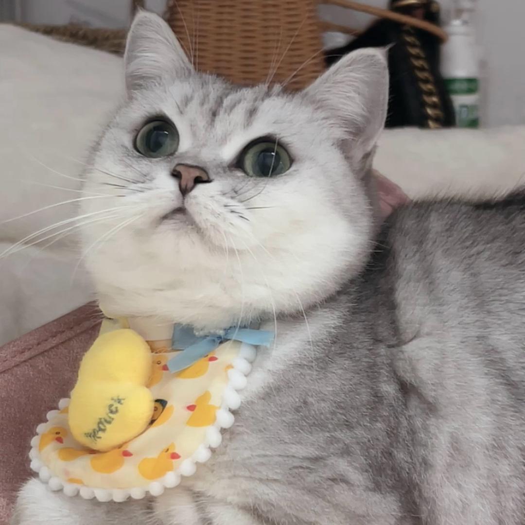 莫愁和她的猫🐱