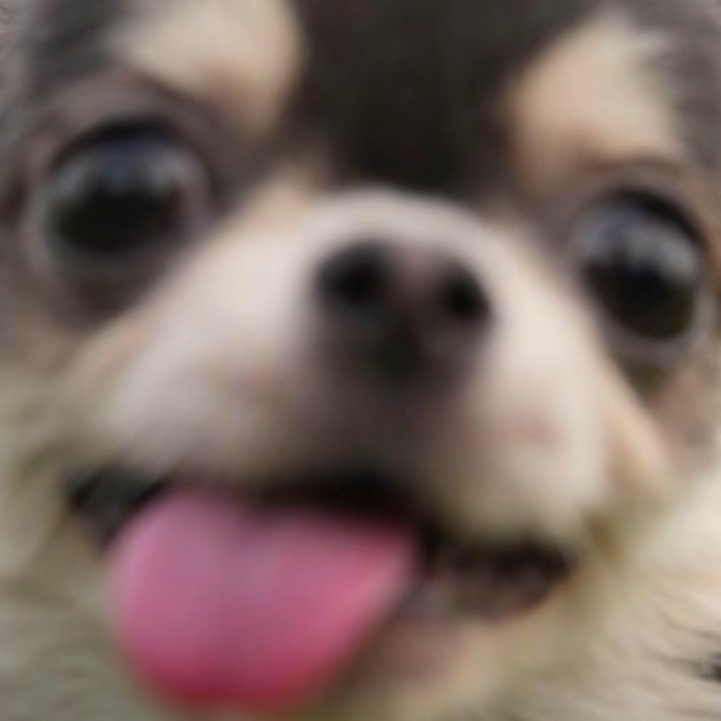 鲸鱼
