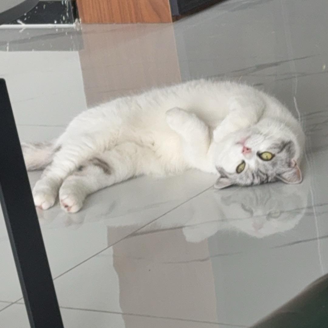 有个猫咪叫咪咪