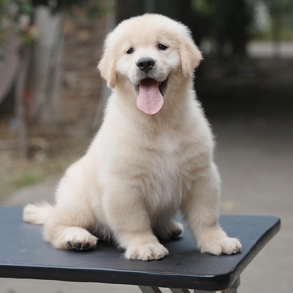 展小仙宠物优品店《卧龙清风犬舍直播号》