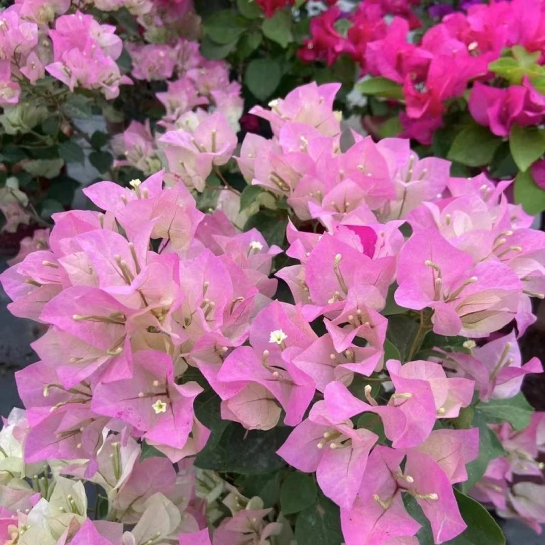 高新区九湖镇花满盈园艺店