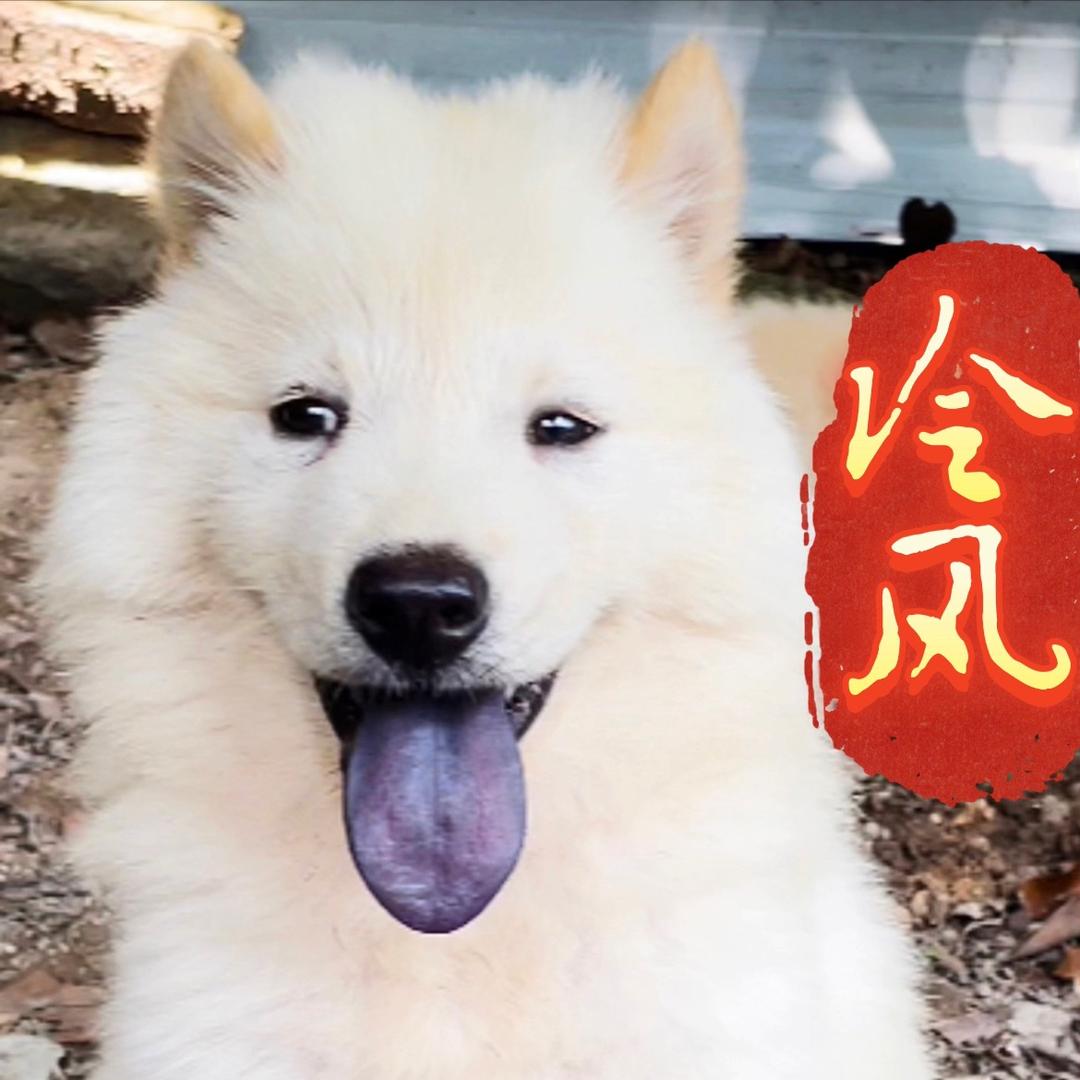 冷风寻犬