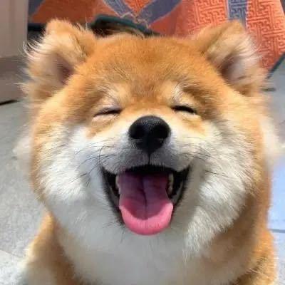 小鱼摆摆🐟