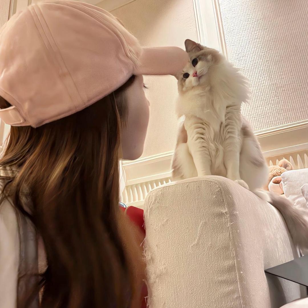 🐱猫猫