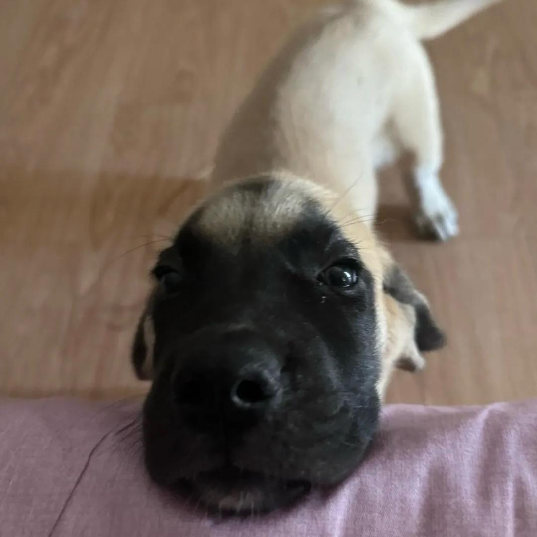 小宝！桌子底下去