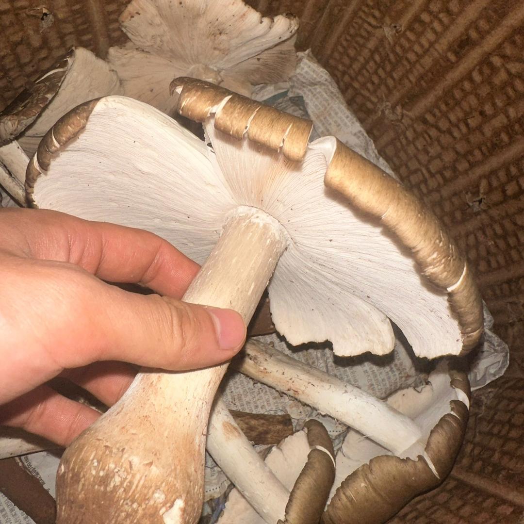 斗鸡菇小胡