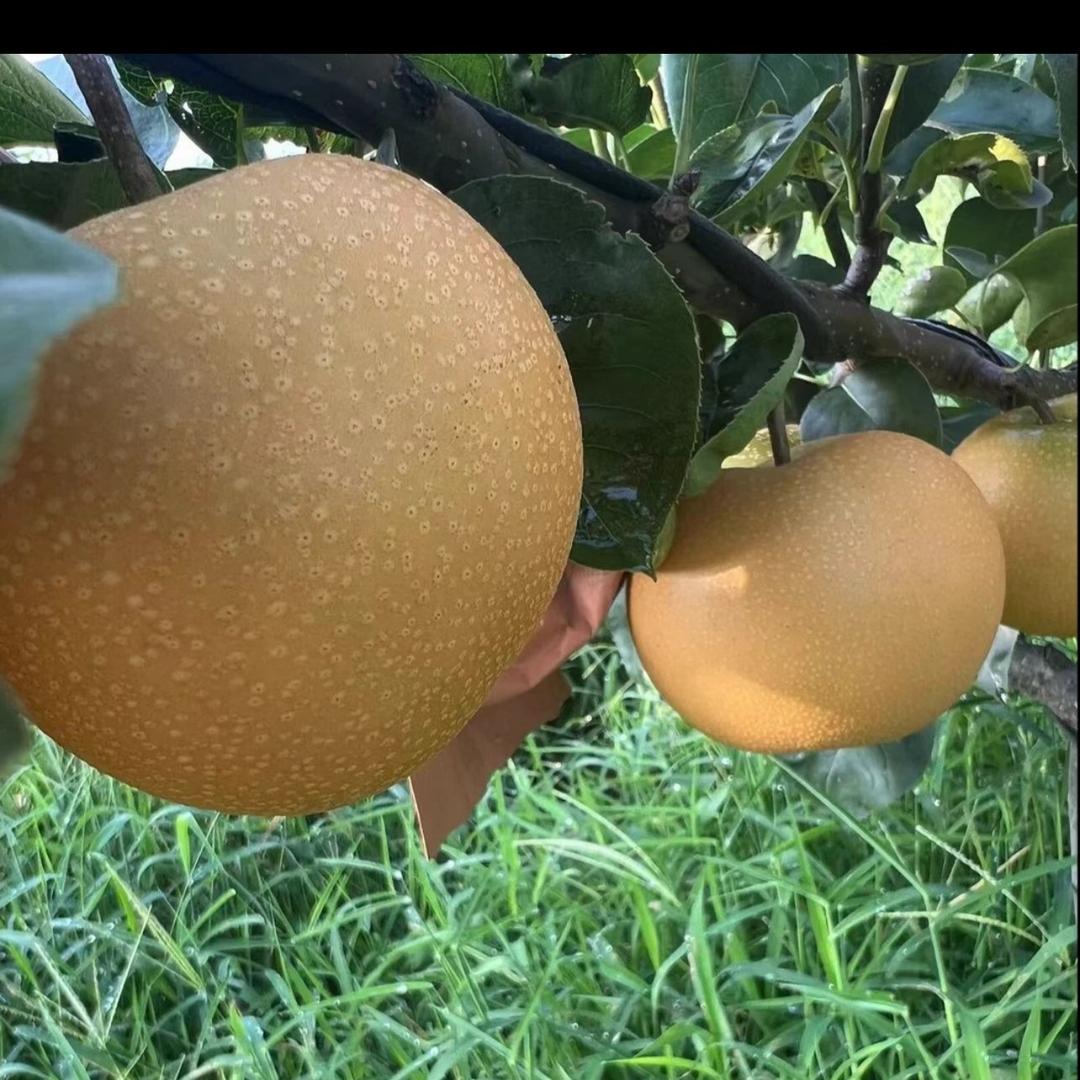 小园秋月梨