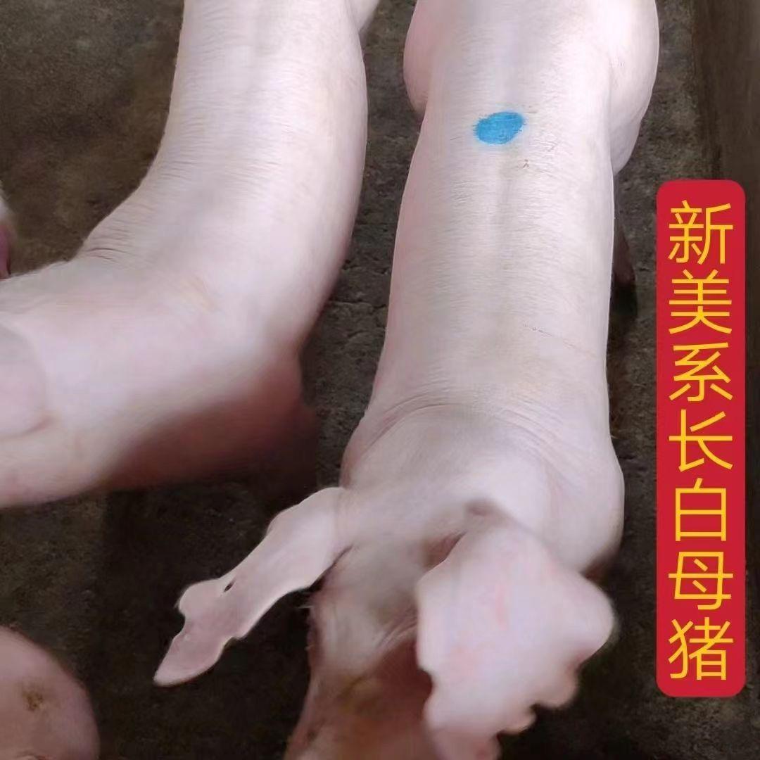 君临种猪繁育基地