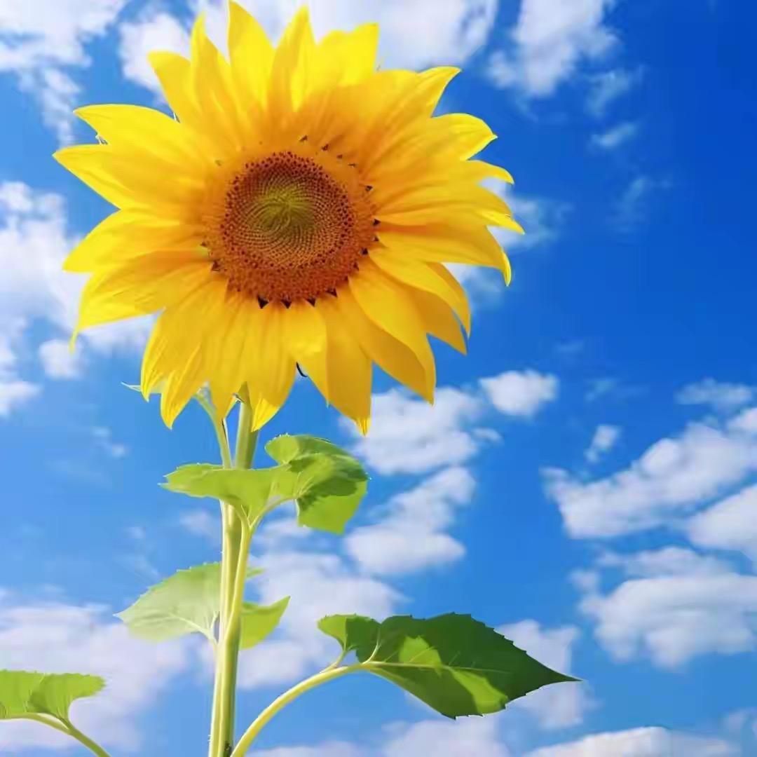 江南剑