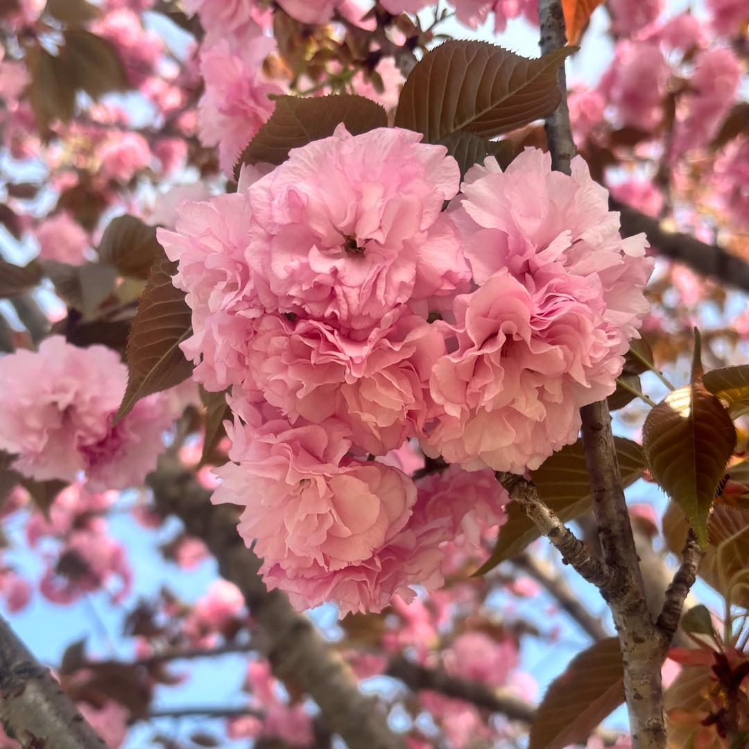 💞࿐🦋ꦿ໊依嘉🕊平安٭