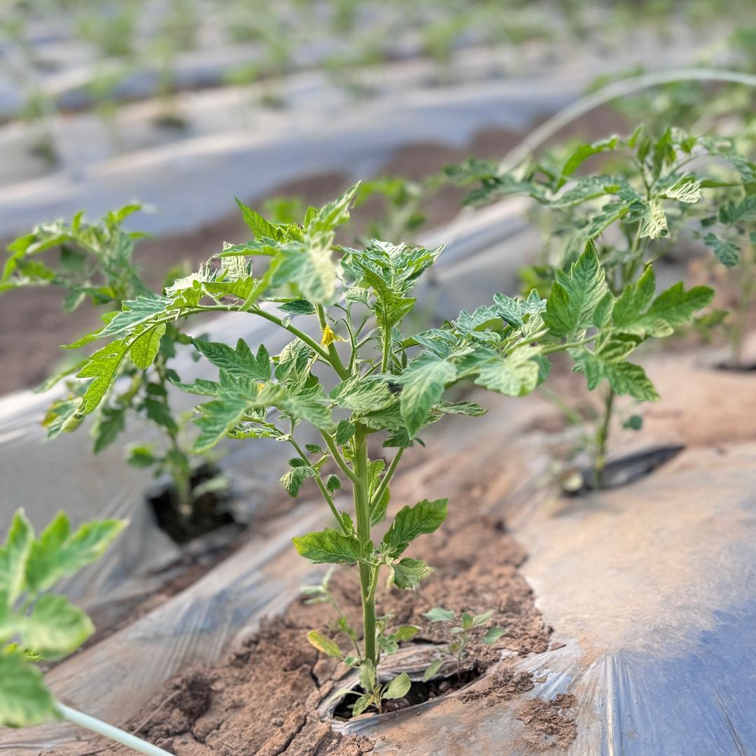 金禾西红柿（小张）