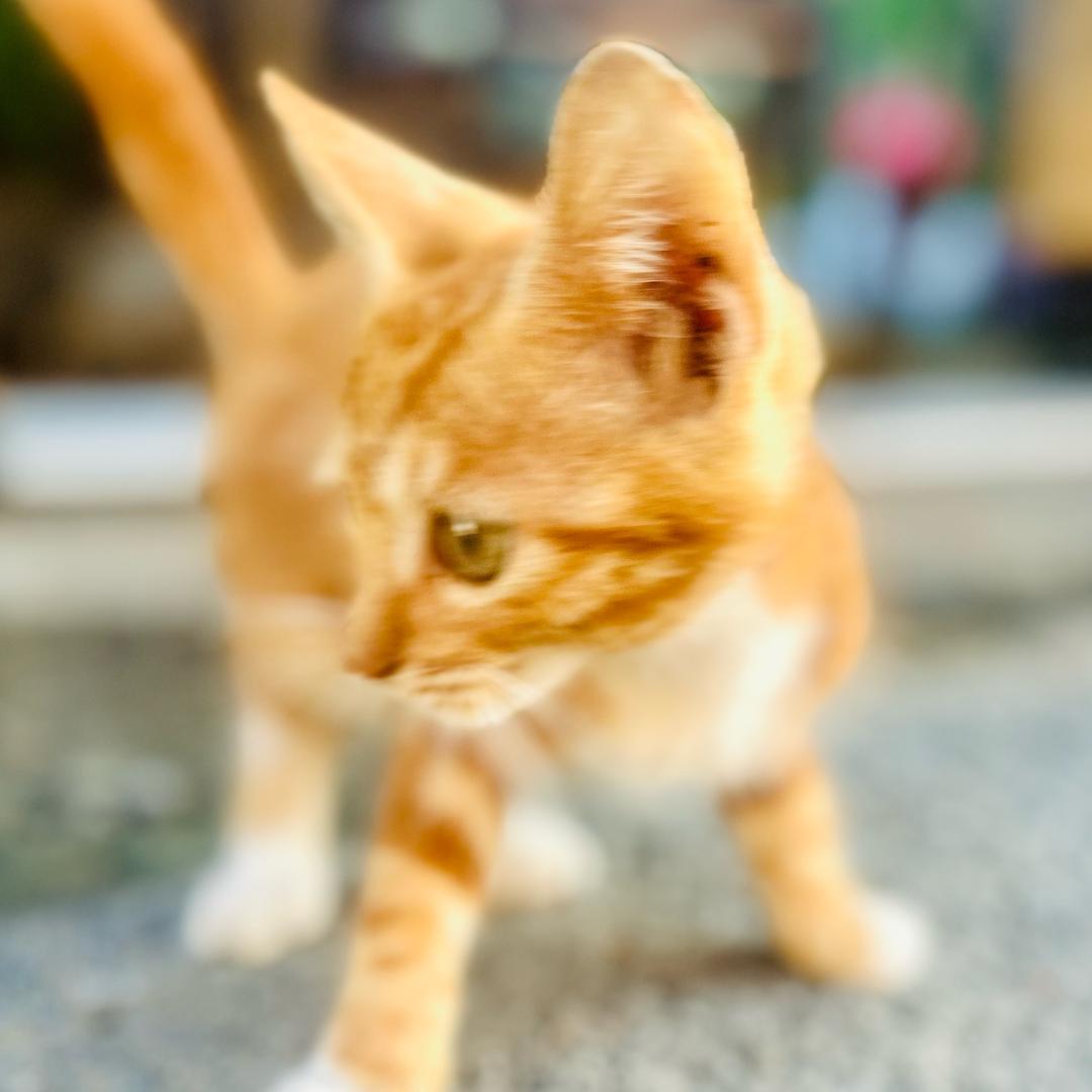 王先森•Fly₄₂.₁₉₅🏃🏻‍♂️