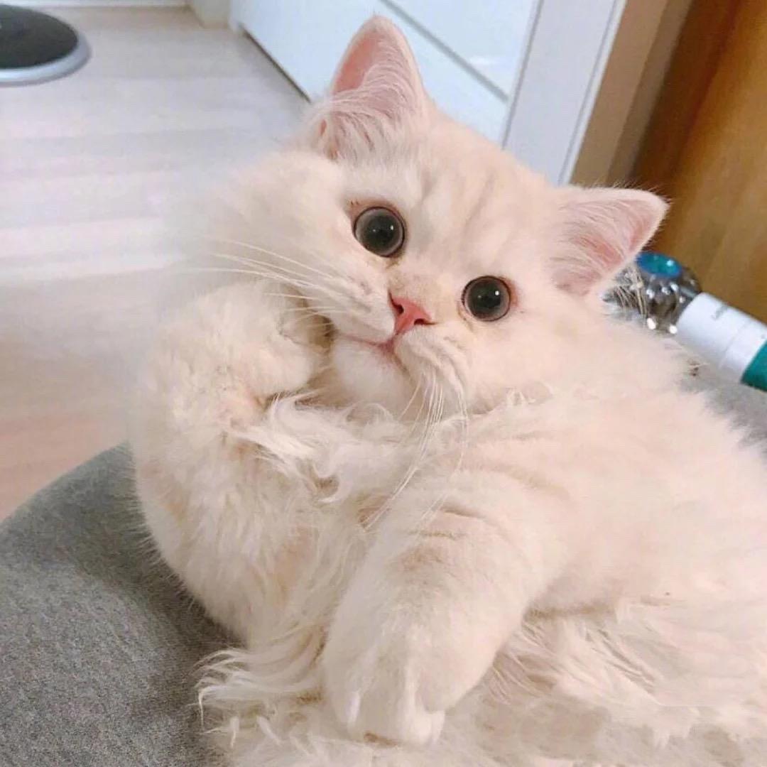 猫小家童鞋旗舰店