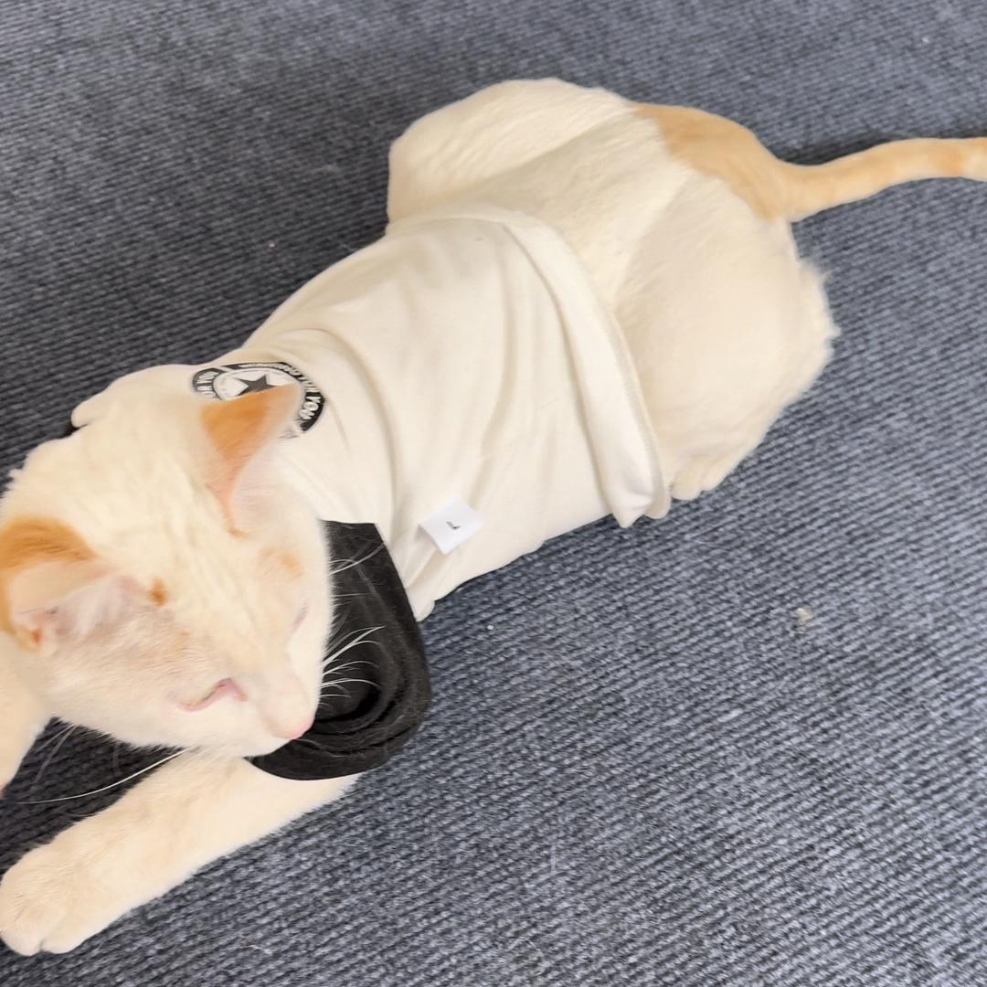猫猫营养师🐱